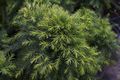 Cryptomeria japonica Bandai Sugi IMG_6380 Kryptomeria japońska